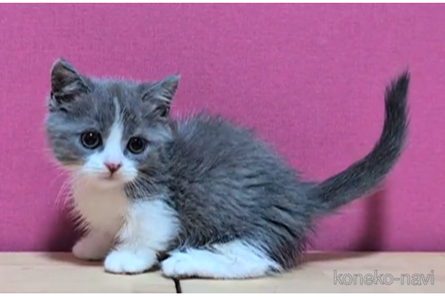 成約済の東京都のマンチカン(短足)-93192の4枚目